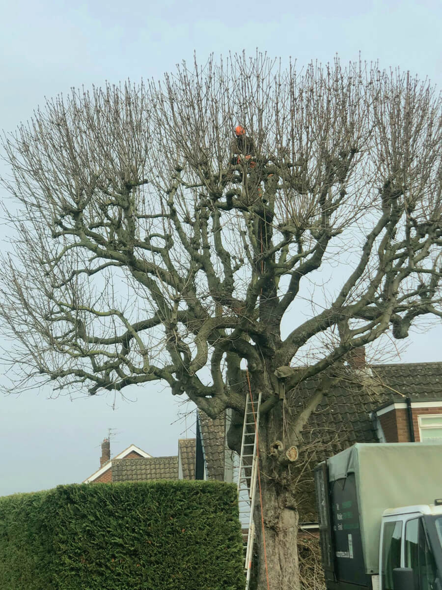 Tree removal Nottingham
